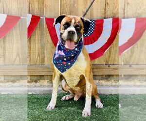 Boxer Dogs for adoption in Austin, TX, USA