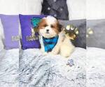 Small Photo #4 Zuchon Puppy For Sale in GRIFFITH, IN, USA