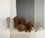 Small Photo #10 Poodle (Miniature) Puppy For Sale in WEST JORDAN, UT, USA