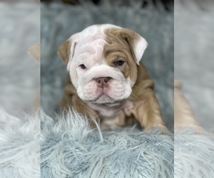 English Bulldog Puppy for sale in BEVERLY HILLS, TX, USA