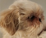 Small #3 Shih Tzu