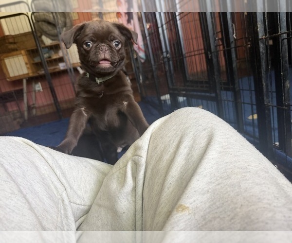 Medium Photo #2 Pug Puppy For Sale in BLOOMINGTON, IL, USA