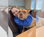 Small #3 American Pit Bull Terrier Mix