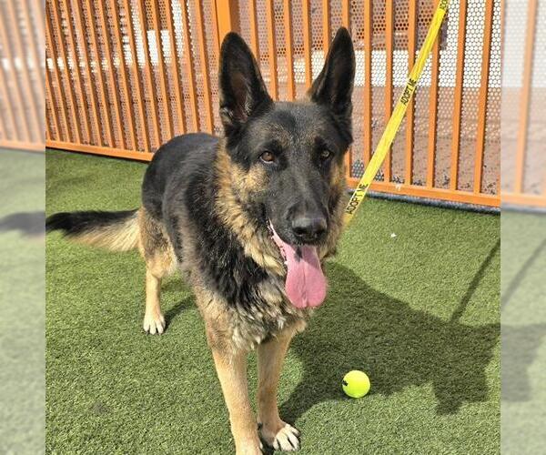 Medium Photo #1 German Shepherd Dog-Unknown Mix Puppy For Sale in Las Vegas, NV, USA