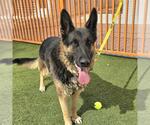 TOLA - Male German Shepherd Dog-Unknown Mix Dog for Adoption - Small photo