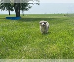 Small Photo #7 Australian Shepherd Puppy For Sale in MOUNT PULASKI, IL, USA