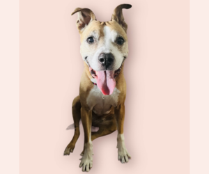 American Pit Bull Terrier-Unknown Mix Dogs for adoption in Rockville, MD, USA