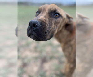 Boxer-Unknown Mix Dogs for adoption in Claremore, OK, USA
