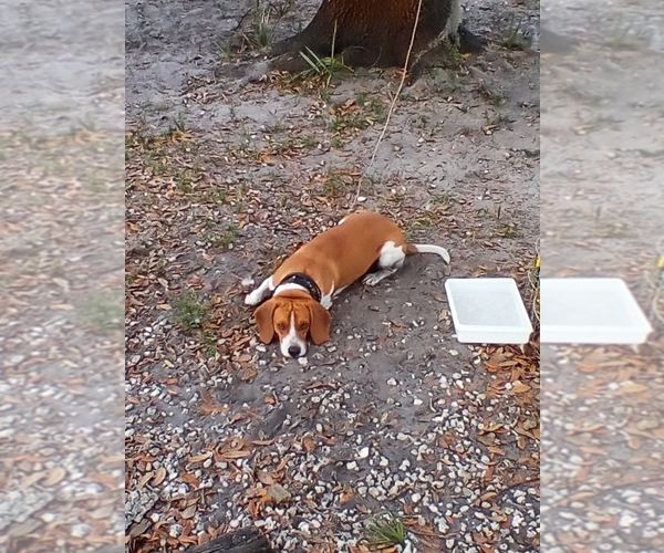 Medium Photo #1 Beagle Puppy For Sale in COCOA, FL, USA