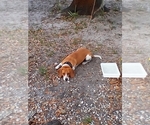Small Photo #1 Beagle Puppy For Sale in COCOA, FL, USA