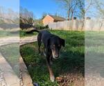 Small #3 Labrador Retriever Mix
