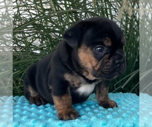 Beabull Puppy for sale in ARTHUR, IL, USA