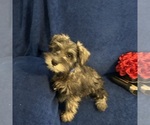 Small #13 Schnauzer (Miniature)
