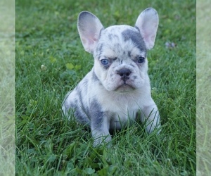 French Bulldog Puppy for sale in FREDERICKSBG, OH, USA