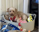 Small #10 Poodle (Miniature)