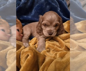 Cocker Spaniel Puppy for sale in HOLYOKE, MA, USA