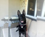 Small #4 German Shepherd Dog Mix