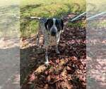 Small #1 Mutt