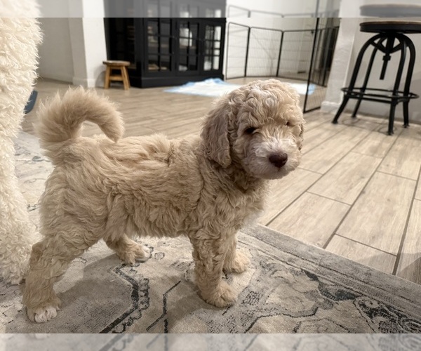 Medium Photo #7 Double Doodle Puppy For Sale in BULVERDE, TX, USA