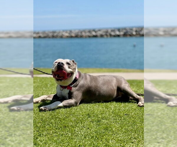 Medium Photo #23 American Staffordshire Terrier-Unknown Mix Puppy For Sale in Lake Forest, CA, USA
