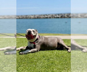 Gale - Adopt Me! - Female American Staffordshire Terrier-Unknown Mix Dog for Adoption - Photo #23