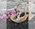 Puppy Oreo Pembroke Welsh Corgi