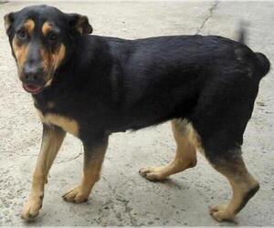 Alice - Female Mutt Dog for Adoption - Photo #3