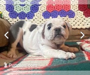 English Bulldog Puppy for sale in ABINGDON, VA, USA