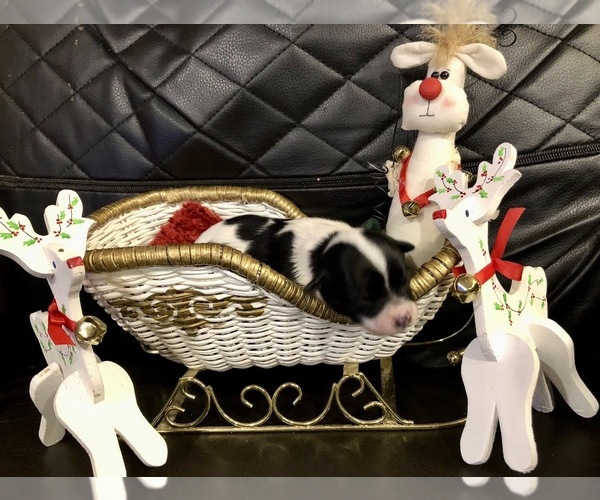 Medium Photo #2 Chihuahua Puppy For Sale in SHERMAN, TX, USA