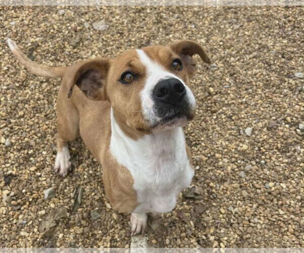 Medium Photo #3 Mutt Puppy For Sale in Anniston, AL, USA