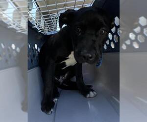 American Pit Bull Terrier-Unknown Mix Dogs for adoption in Oklahoma City, OK, USA