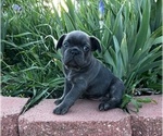 Puppy Big Blue French Bulldog