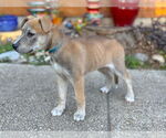 Small #3 Mutt