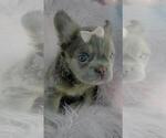 Small #6 French Bulldog