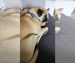 Small #6 Pug