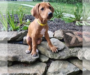 Rhodesian Ridgeback Litter for sale in YOUNGWOOD, PA, USA