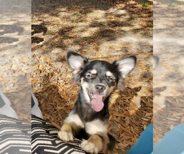 Medium Photo #1 Chihuahua Puppy For Sale in SELMA, NC, USA