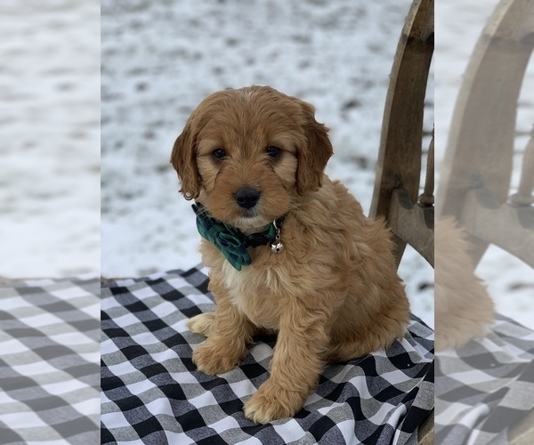 Medium Photo #10 Irish Doodle Puppy For Sale in WOOSTER, OH, USA