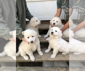 Great Pyrenees Puppy for sale in WILLIS, TX, USA