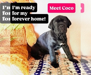 Cane Corso Dog for Adoption in WOODLAND HILLS, California USA
