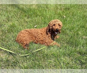 Father of the Cavapoo puppies born on 03/11/2024