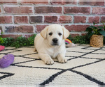 Small #12 Labrador Retriever