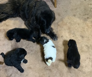 Newfoundland Puppy for sale in INMAN, SC, USA