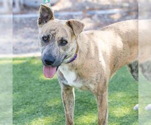 Mutt Dogs for adoption in Camarillo, CA, USA