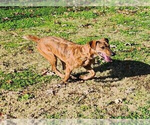 Labrador Retriever-Unknown Mix Dogs for adoption in Grovetown, GA, USA