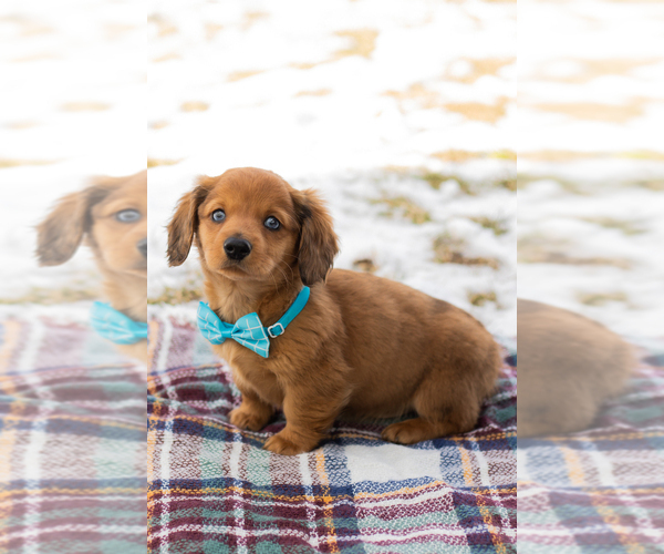 Medium Photo #5 Dachshund Puppy For Sale in BREMEN, IN, USA