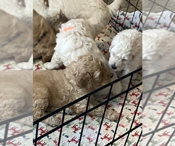 Medium Photo #3 Poodle (Standard) Puppy For Sale in SOUTHAVEN, MS, USA