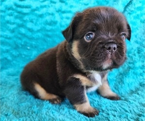 French Bulldog Puppy for sale in LAS VEGAS, NV, USA