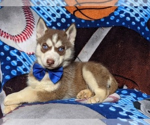 Siberian Husky Puppy for sale in PEACH BOTTOM, PA, USA