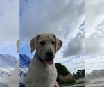 Small #8 Labrador Retriever